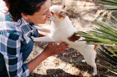 şirin chihuahua köpek taze hava hurma t altında sıcak yaz gününde