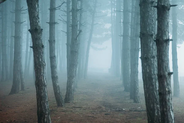 Misty dark forest. fog in forest. — Stock Photo, Image