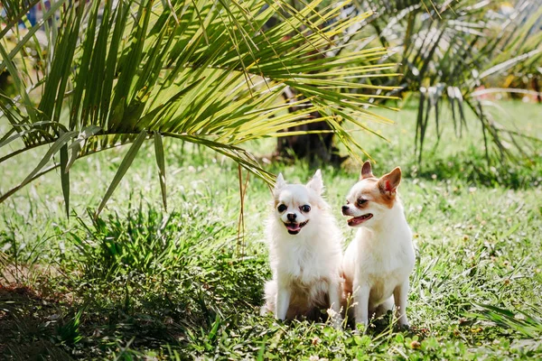 Dos Chihuahua perro de pelo largo y de pelo corto sonrisas y esconderse — Foto de Stock
