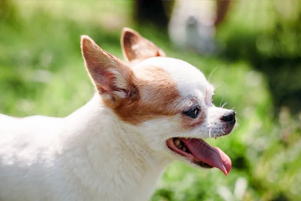 Yakın çekim portre sevimli gülümseyen chihuahua köpek sıcak yaz da'da — Stok fotoğraf
