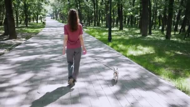 Egy fiatal nő sétál Chihuahua kutyával a Városligetben. Sétáló kutya Park a természetben szabadban — Stock videók