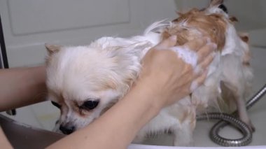 Sahibi yürüyüşten sonra köpeğini banyoda yıkar. yavaş çekim