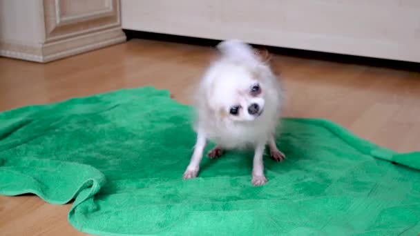 Il cane di chihuahua su asciugamano si scuote l'acqua dopo essersi lavato, nuotando. ultra slow motion 150 fps — Video Stock