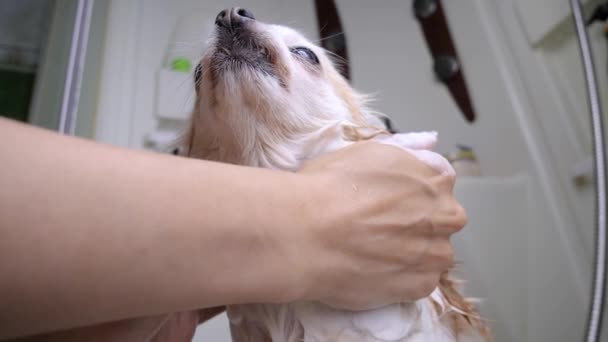 Groomer wast Chihuahua hondenshampoo met schuim in de badkamer. slow motion — Stockvideo