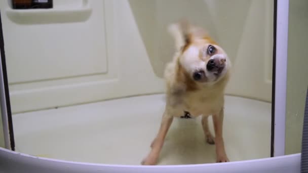 Chihuahua hund skakar av vatten efter dusch, simning. ultra slow motion 150 fps — Stockvideo