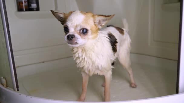Liten våt hund Chihuahua skakar i badkaret efter dusch, skakar från kyla — Stockvideo