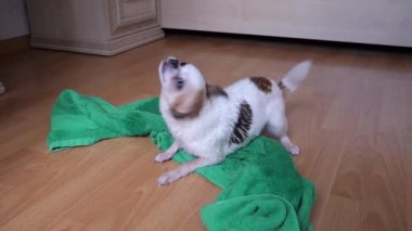 Havlu üzerindeki beyaz Chihuahua köpeği duş aldıktan ve yüzdükten sonra suyu sallar. ultra yavaş çekim 150 fps