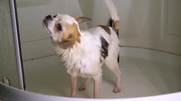 Chihuahua犬のシャワーを浴びて、水泳後に水をオフに振る。超スローモーション180fps — ストック動画