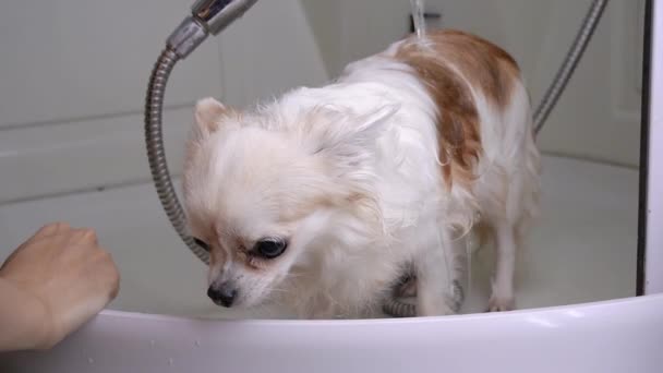 Σκύλος Chihuahua νερωμένο νερό από το κεφάλι ντους στο μπάνιο μετά το περπάτημα — Αρχείο Βίντεο