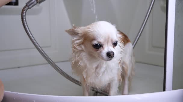 Chihuahua犬を歩いて家のバスルームでシャワーを洗う。スローモーション — ストック動画