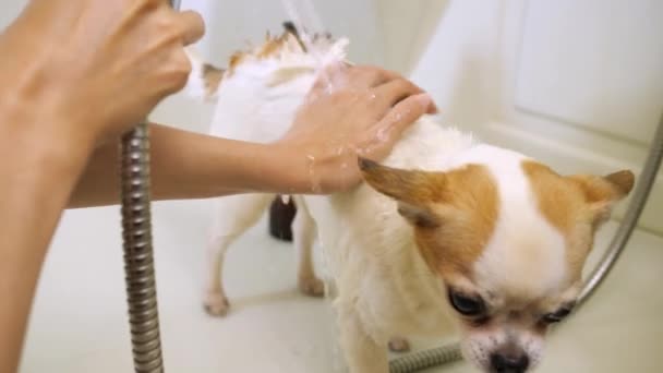 Propriétaire d'un chien Chihuahua lave les cheveux du chien avec un shampooing — Video