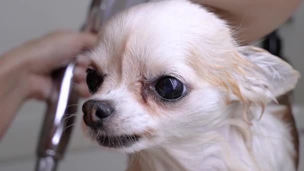 Closeup of Chihuahua dog wash in shower in bathroom of house after walk. Slow motion — Stock Video