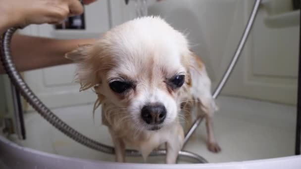 Närbild liten Chihuahua hund som tvättas hem i badrum i dusch efter promenad — Stockvideo