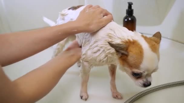 Nahaufnahme kleiner Chihuahua-Hund, der nach einem Spaziergang im Badezimmer unter der Dusche gewaschen wird — Stockvideo