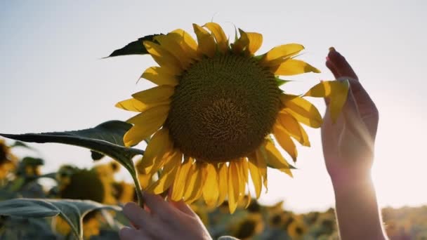 Close-up women hands and sunflower. Woman divination, tearing petals off flower — Stock Video