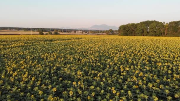 Luftflug über Sonnenblumenfeld, über landwirtschaftlichem Feld mit blühenden Sonnenblumen — Stockvideo