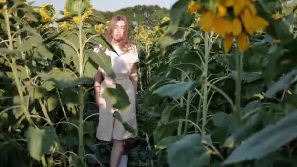 Kvinne går gjennom blomstrende åker solsikker, ser seg rundt – stockvideo