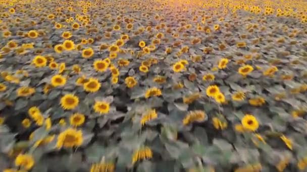 Ayçiçeği tarlasının hava görüntüleri, yakın mesafeden başlıyor, geniş açıya yükseliyor. — Stok video