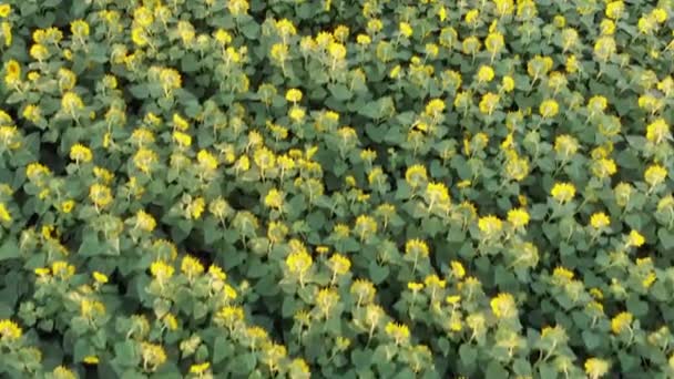 Luftflug über Sonnenblumenfeld. Blick auf blühende Sonnenblumen am Himmel Hintergrund — Stockvideo