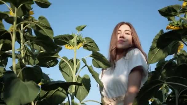 Lycklig kvinna njuter av promenad i solros fält porträtt utsikt underifrån. — Stockvideo