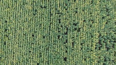 Çiçek açan ayçiçekleriyle tarımsal alana yukarıdan bakıldığında. Yaz