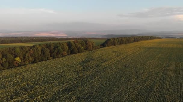 Αεροφωτογραφία πάνω στο πεδίο ηλιοτρόπια. Εναέρια πτήση πάνω από το γεωργικό τομέα — Αρχείο Βίντεο