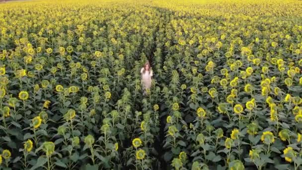 Vista aérea da mulher andando no campo de girassol amarelo. Conceito de liberdade. Colheita — Vídeo de Stock