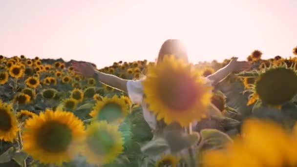 Jovem mulher faz o seu caminho através de campos intermináveis de girassóis verão ao pôr do sol — Vídeo de Stock