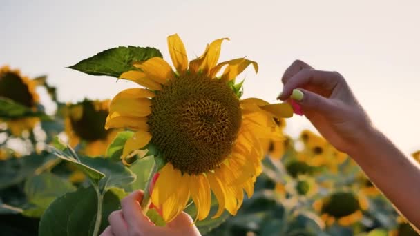 Closeup female hand holds sunflower flower, tears off flower petals one by one — Stock Video