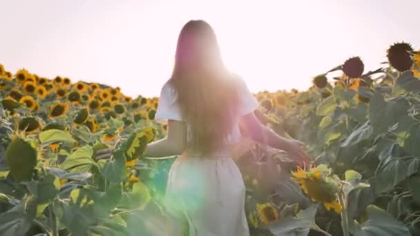 农学家在向日葵上撒播的向日葵的田间行走 — 图库视频影像