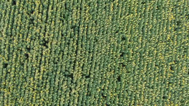 Büyük ayçiçeği tarlalarının yukarıdan görünüşü. İnsansız hava aracı ayçiçeği tarlalarına ateş ediyor — Stok video