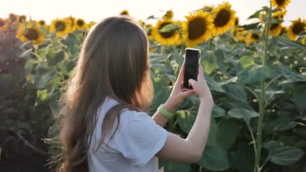 Agricultor mulher fotografa colheita de girassóis na câmera do telefone celular no campo — Vídeo de Stock