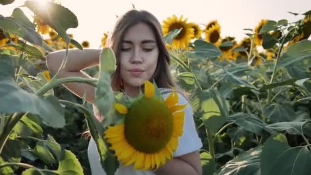 Jeune agricultrice posant avec une récolte de grands tournesols énormes dans le champ — Video