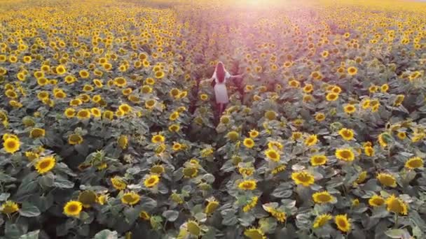 Agricultrice Femme marche à travers les tournesols de champ en fleurs. Vue de dos de drone — Video