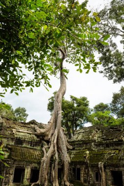 Antik kentin Ta Prohm Tapınağı.
