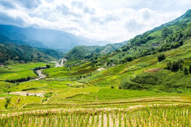 Pirinç teras Sapa Vietnam ile dağ manzarası.