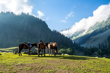 Ormanda Sonamarg, Jammu and Kashmir devlet, Hindistan arasında kırsal görünümü.