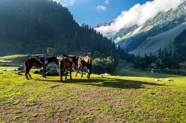 Ormanda Sonamarg, Jammu and Kashmir devlet, Hindistan arasında kırsal görünümü.