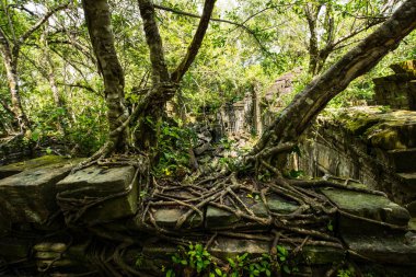 Beng Mealea Tapınağı, antik gizleme ormanda, Siem Reap, Kamboçya kalıntıları