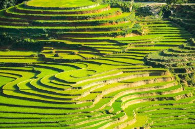 Pirinç teras Sapa Vietnam ile dağ manzarası.