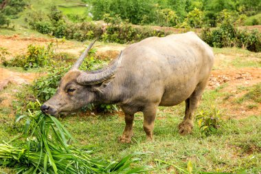 Çimenlerde rahatlayın zaman Buffalo çiğnemek.