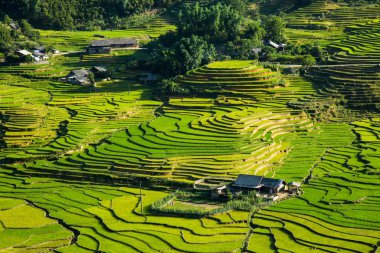 Pirinç teras Sapa Vietnam ile dağ manzarası.