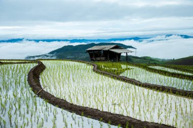 Chiang Mai, Kuzey Tayland Yağmurlu sezonu geleneksel tarım çeltik küçük kulübede şafakta Teras.