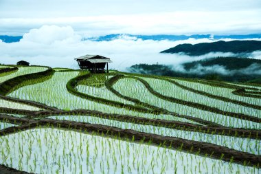 Chiang Mai, Kuzey Tayland Yağmurlu sezonu geleneksel tarım çeltik küçük kulübede şafakta Teras.