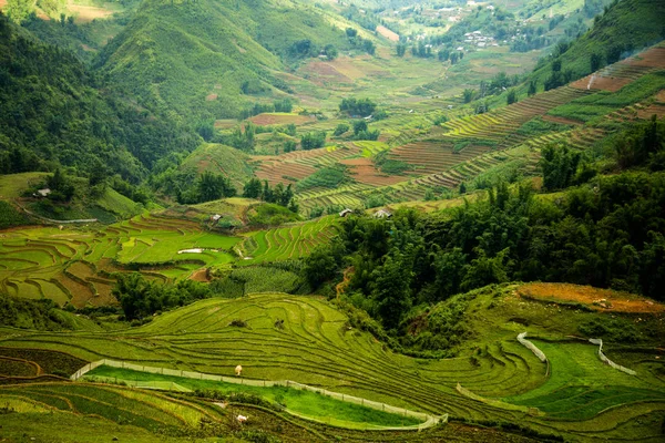 Pirinç teras Sapa Vietnam ile dağ manzarası.