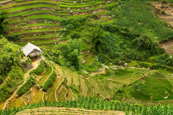 Vista Montanha Com Terraço Arroz Sapa Vietnã — Fotografia de Stock