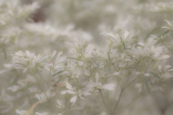 Які Квіти Фокусу Пастельному Кольорі Використання Фону — стокове фото
