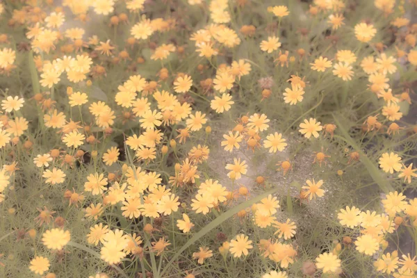 Nieostrość Kwiaty Pastelowych Kolorów Dla Użyj Jako Tła — Zdjęcie stockowe