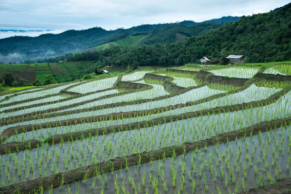 Arroz Paddy Terraço Agricultura Tradicional Estação Chuvosa Cheing Mai Norte — Fotografia de Stock