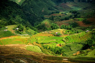 Pirinç teras Sapa Vietnam ile dağ manzarası.